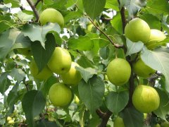 深入鴨梨種植區(qū)開(kāi)展氣象服務(wù)需求調(diào)研