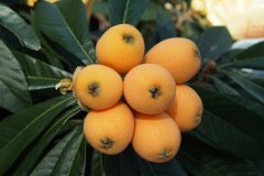 讓科學(xué)家用一輩子為之改名的枇杷，如何用田間氣象站促收？
