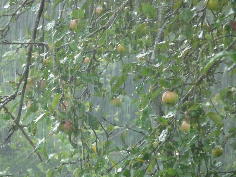 農(nóng)業(yè)種植業(yè)如何應(yīng)對暴雨？