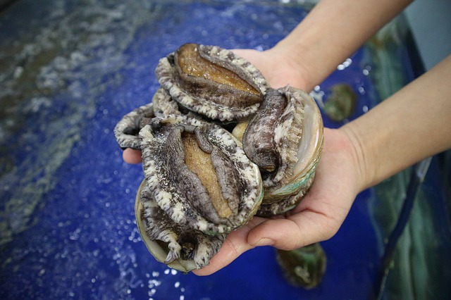鮑魚，正在走向大眾的餐桌